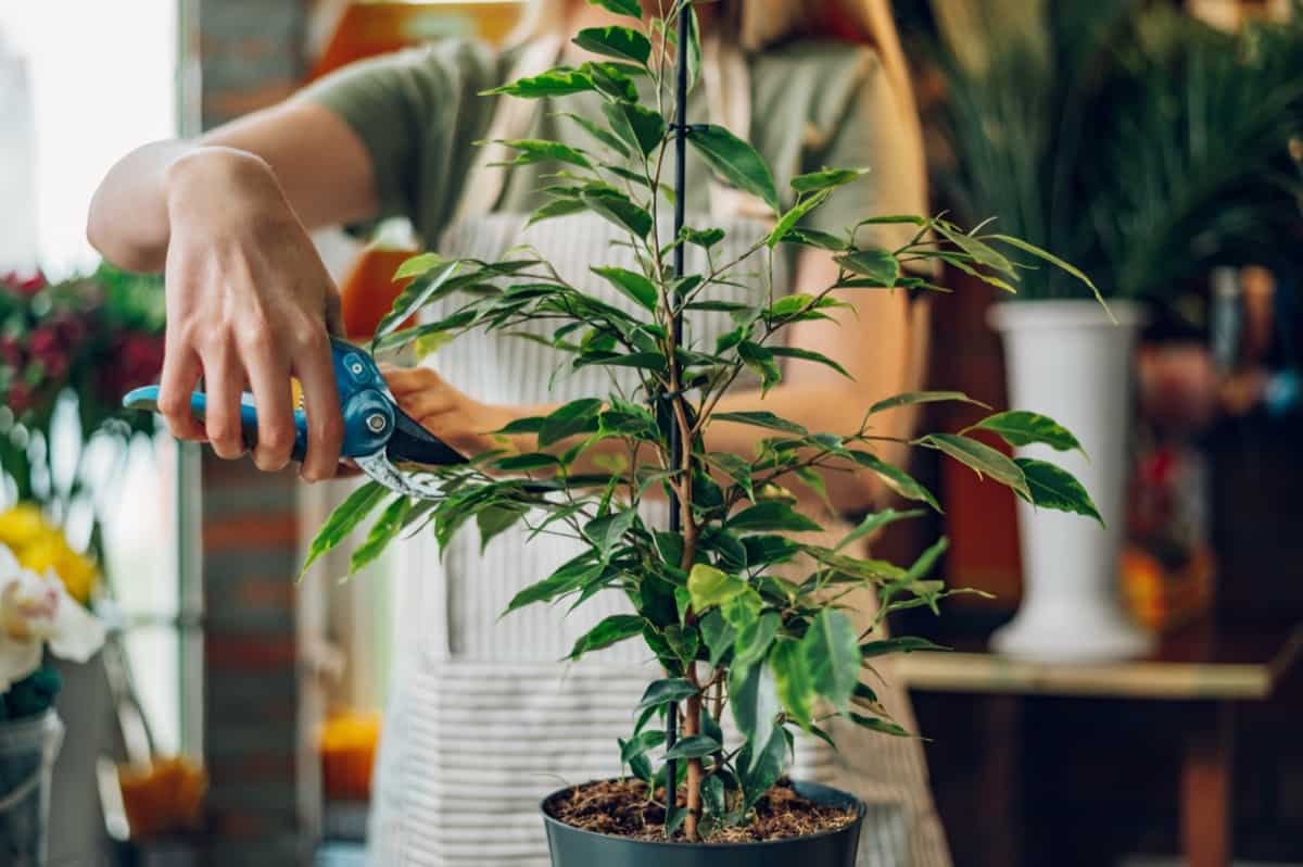 Cắt tỉa cây đúng cách