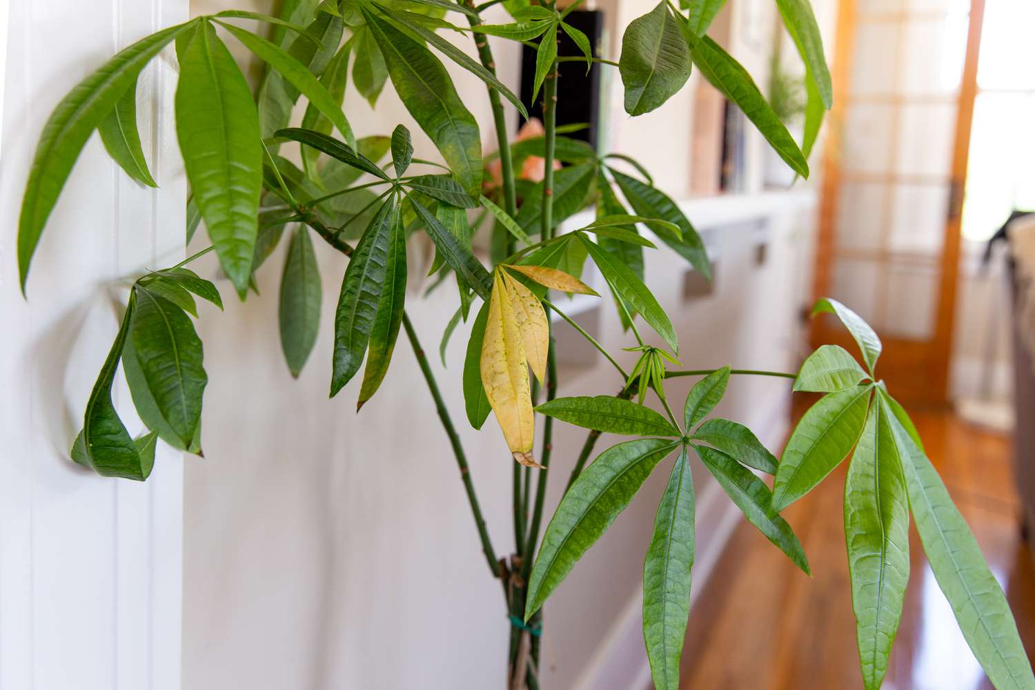 Cây bị vàng lá