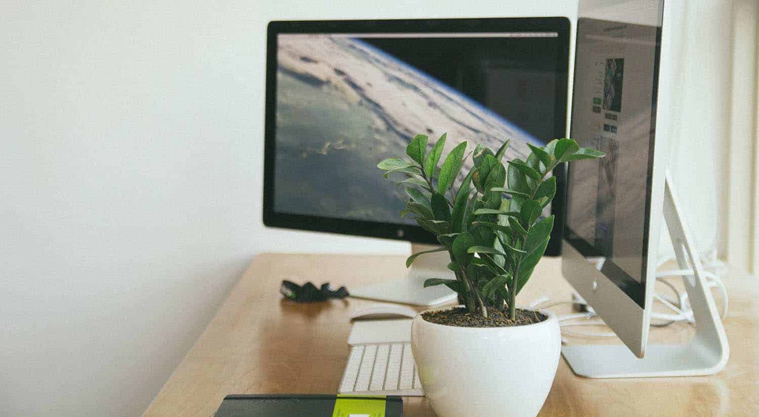 Cây kim tiền để bàn làm việc
