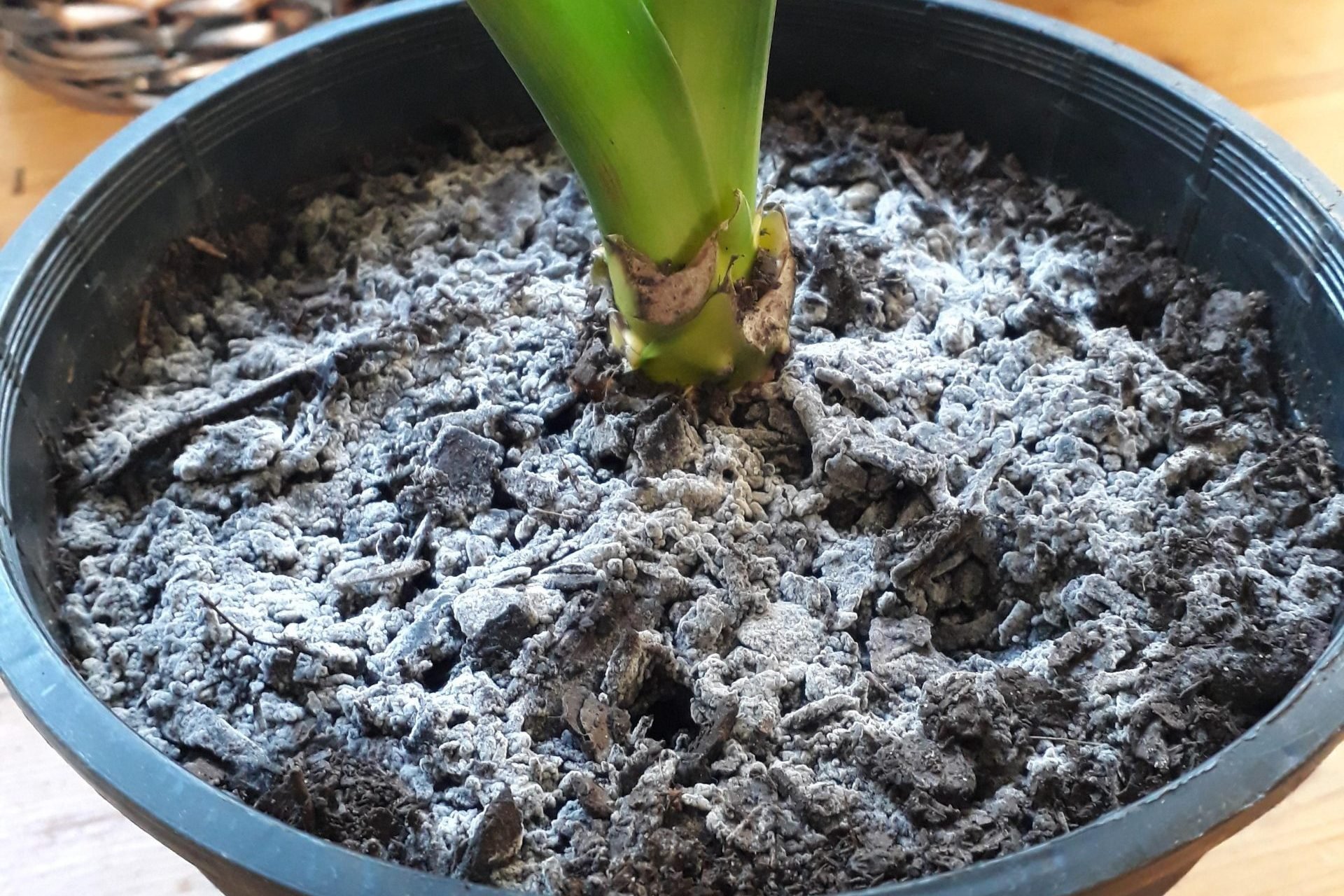 Đất bẩn có thể khiến cây bị nấm, sâu bệnh