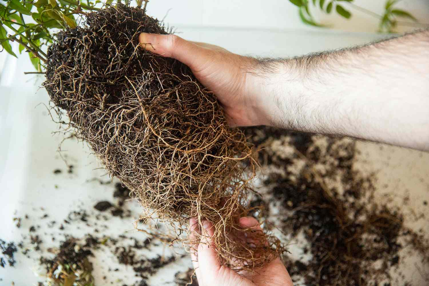 Cây bị thiếu đất khiến cây không đủ chất dinh dưỡng