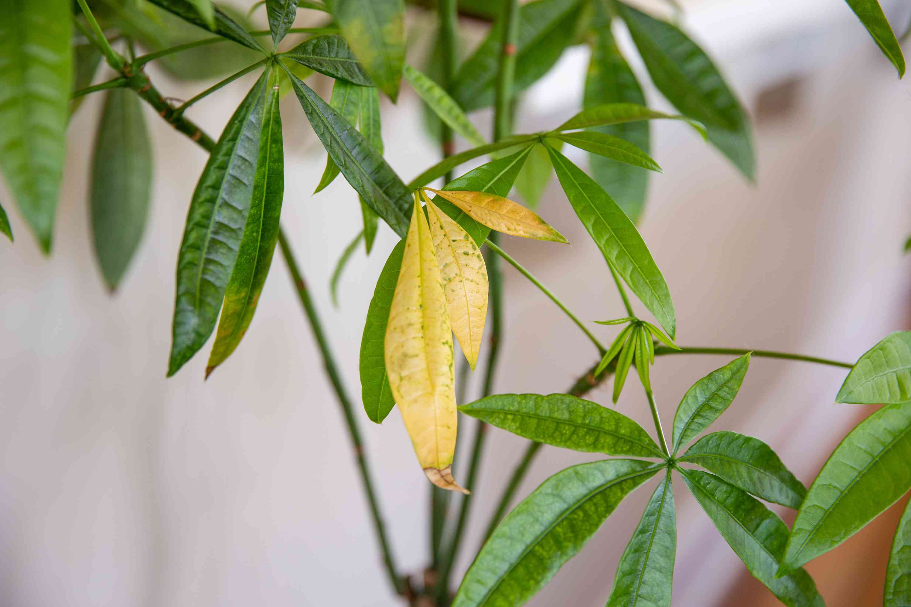 Cây bị vàng lá do chưa thích nghi môi trường mới
