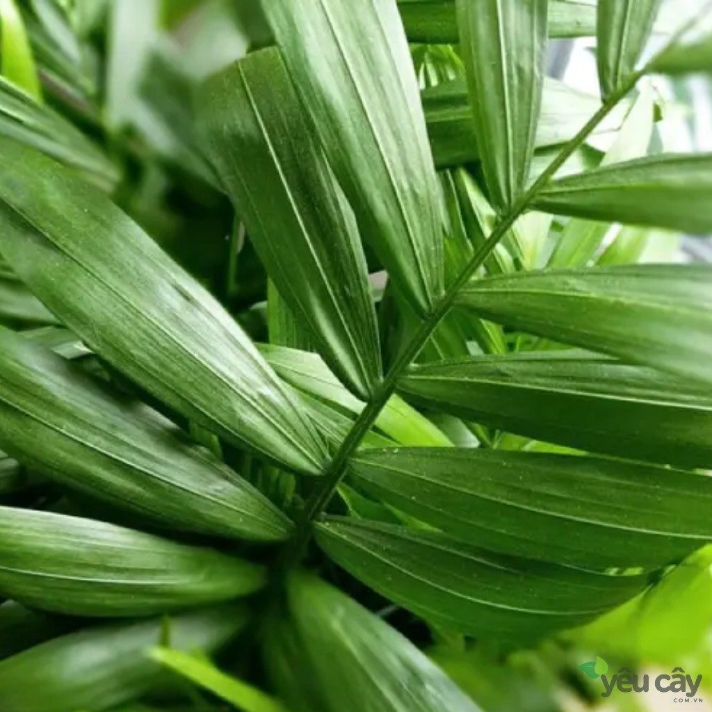 Lá cây cau tiểu trâm